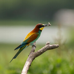 Fototapeta premium European bee-eater (Merops apiaster) has just captured a bee. Nature reserve of the Isonzo river mouth, Isola della Cona, Friuli Venezia Giulia, Italy. Copy space image.