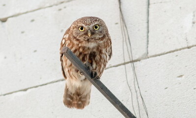 owl on a branch