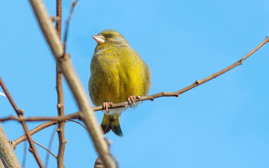 yellow backed shrike