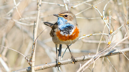 robin on a branch