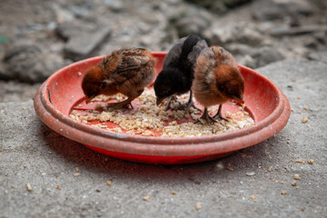 Chicks are eating and the yard © StanleyRevaldo