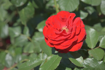 モンタナ　バラの花