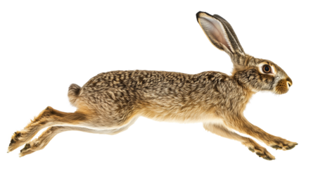 Side view of a jumping brown rabbit mid-leap isolated on a transparent background