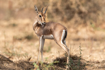 Chinkara or Indian gazelle or Gazella bennettii an Antelope portrait licking cleaning body in natural environment at ranthambore national park forest tiger reserve sawai madhopur rajasthan india asia