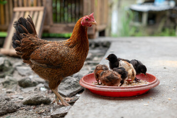 A mother hen watches her chicks eating 