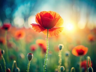 Fototapeta premium Anzac Day's poppy field: minimalist summer landscape, wildflowers evoke quiet remembrance.