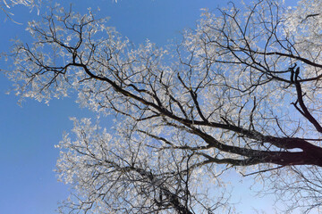 Crystalline silence blankets the forest, where frozen branches glisten with icy dew, transforming winter's landscape into a pristine white wonderland