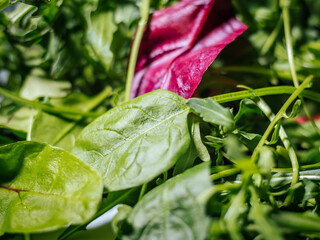 Obraz premium Close-up of fresh mixed salad greens, including spinach and arugula, in a plastic container. The bright colors and textures emphasize the natural freshness.