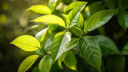 Bright Green Leaves with Soft Light in a Lush Natural Environment