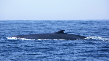Fototapeta premium A blue whale swimming near the ocean's surface.