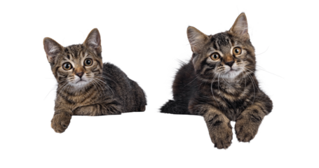 Cute common tabby shorthair and longhaired house cat kitten, laying down facing front. Looking towards camera. Isolated cutout on a transparent background.