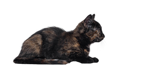 Cute common tortie house cat kitten, laying down side ways. Looking to the side away from camera. Isolated cutout on a transparent background. © Nynke