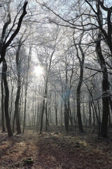 Crystalline silence blankets the forest, where frozen branches glisten with icy dew, transforming winter's landscape into a pristine white wonderland