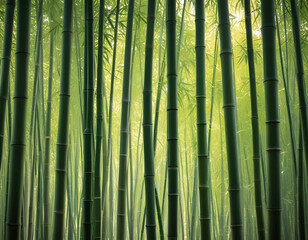 Fototapeta premium A dense bamboo forest with sunlight filtering through.