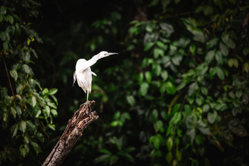 A blue-gray heron (Egretta caerulea) sitting on an old branch in Tortuguero National Park, Limon, Costa Rica