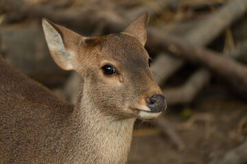 A baby dolphin deer at the Chengdu Zoo