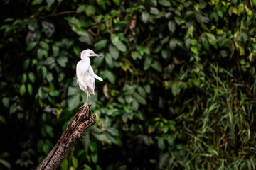 A blue-gray heron (Egretta caerulea) sitting on an old branch in Tortuguero National Park, Limon, Costa Rica