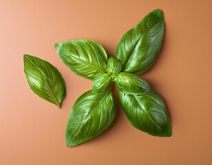 Fototapeta premium Basil leaves closeup studio shot