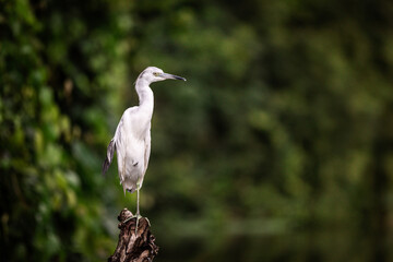 A blue-gray heron (Egretta caerulea) sitting on an old branch in Tortuguero National Park, Limon, Costa Rica
