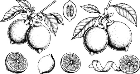Lemon set sketch ink graphic illustration, draft silhouette drawing, black on white line art. Botanical vintage etching food design.
