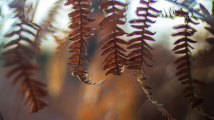 Vue rapprochée de bruyères et de fougères sauvages
