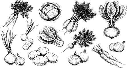 Vegetables set hand drawn vintage vector sketch drawing. draft silhouette drawing, black on white line art. Botanical vintage etching design.