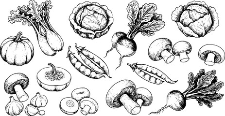 Vegetables set hand drawn vintage vector sketch drawing. draft silhouette drawing, black on white line art. Botanical vintage etching design.