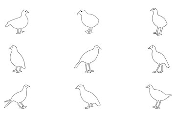 Outline Quail Bird Illustration Design Set
