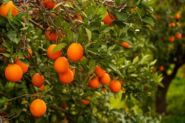 oranges on the orange tree branch