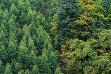 Fototapeta premium Lush green eucalyptus forest landscape