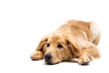 An adorable golden retriever puppy dog is lying down and resting peacefully on a soft white background. The puppy has a sweet expression on its face, showcasing its playful and relaxed nature. © Ilja