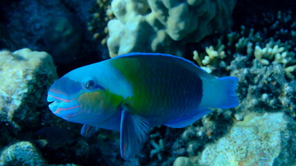 Daisy parrotfish or bullethead parrotfish (Chlorurus sordidus) undersea, Red Sea, Egypt, Sharm El Sheikh, Montazah Bay