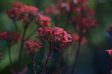 Beautiful plants in garden. Close-up of red flower covered in dew drops, surrounded by green leaves and highlighted by soft, natural sunlight. Water drops on red flower petals.