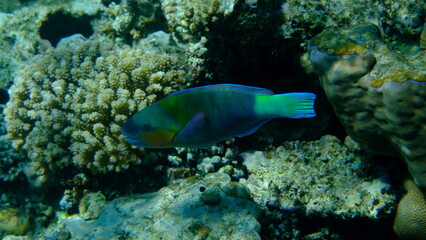 Fototapeta premium Daisy parrotfish or bullethead parrotfish (Chlorurus sordidus) undersea, Red Sea, Egypt, Sharm El Sheikh, Montazah Bay