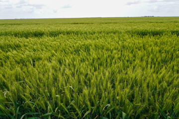 green wheat field and sky