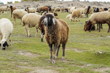 sheep and lambs grazing on the meadow