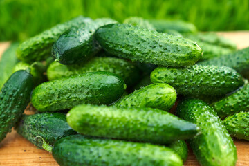 Freshly picked green cucumbers on the board background