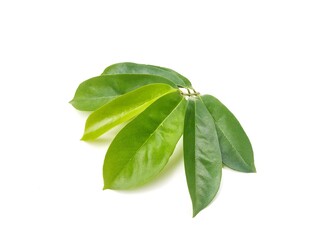 fresh soursop leaves isolated on white background 