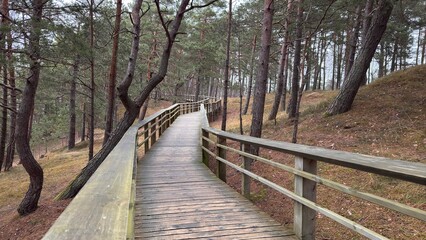 Obraz premium wooden bridge in the forest