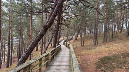 path in the forest
