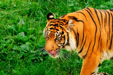 A stunning close-up of a majestic tiger in its natural habitat, highlighting its vibrant fur and striking black stripes. The tiger s gaze reflects power and grace, embodying wildlife.