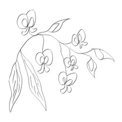 Black line pea flower vector drawing 