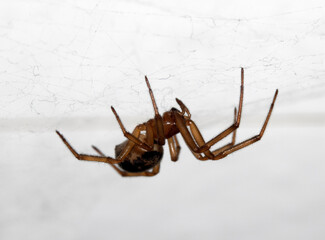 Close Up of a House Spider on a Web