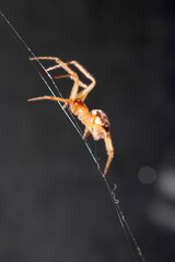 Close Up of a House Spider on a Web