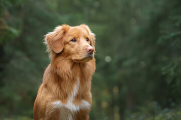 Nova Scotia Duck Tolling Retriever Dog in Green Woods. Walking with a pet in the forest