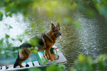 A small poodle enjoys an autumn stroll among colorful leaves in a forest setting.