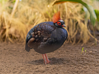 Close-up view of a male Crested partridge (Rollulus rouloul)
