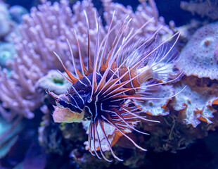 Close-up view of a Clearfin Lionfish (Pterois radiata)