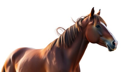 Obraz premium Brown Horse Posing Elegantly Against a White Backdrop