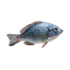 Fototapeta premium Fresh tilapia fish isolated on transparency background, showcasing its detailed scales, fins, and natural coloration, perfect for culinary or educational purposes